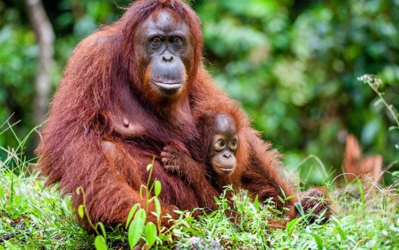 Borneo's Orangutans & Rainforest Adventure On Sale for 2027!