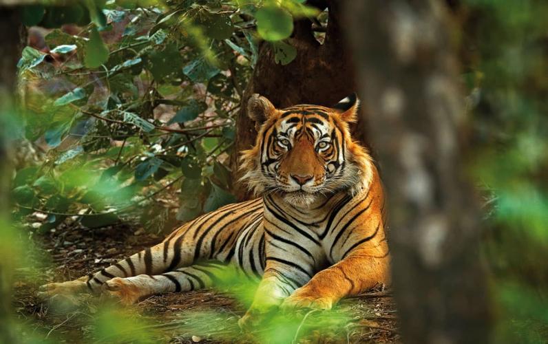 India's Golden Triangle & Ranthambore National Park